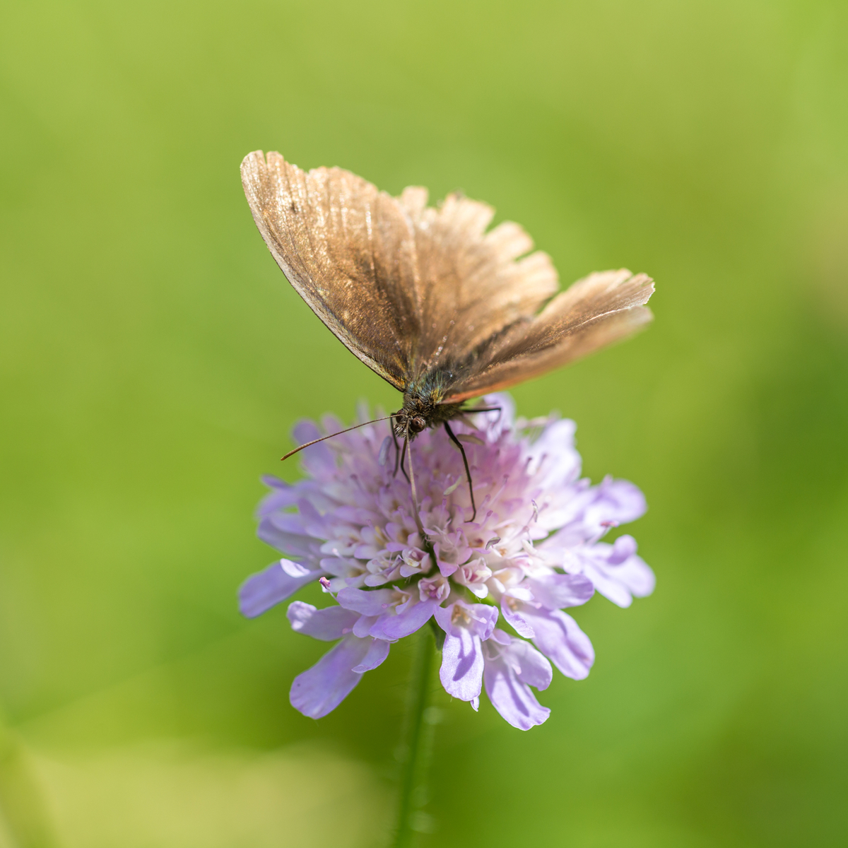 benhub_20180701_Butterfly on a flower
