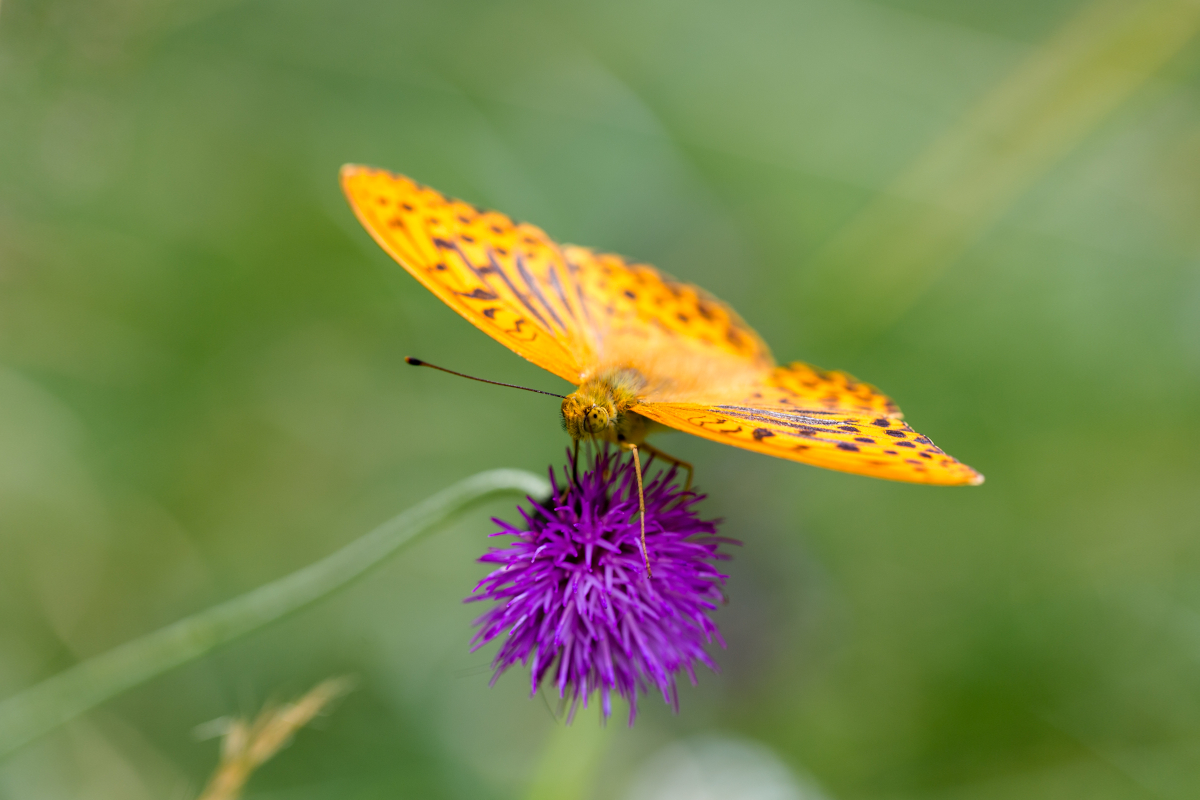 benhub_20180701_Orange Butterfly